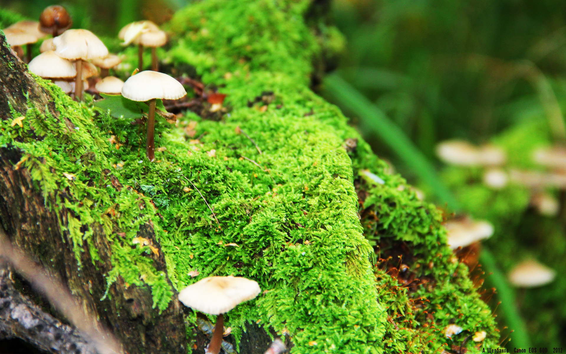 独舞与协奏,武切维奇的孤星如何点亮全队夜空