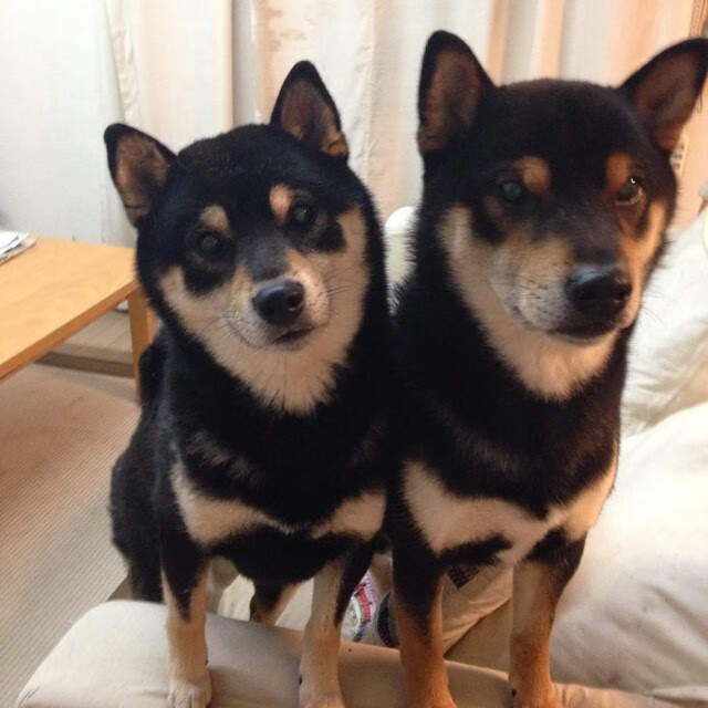 奥运前哨战，小贾伦化身移动长城，血拼之夜接管未来