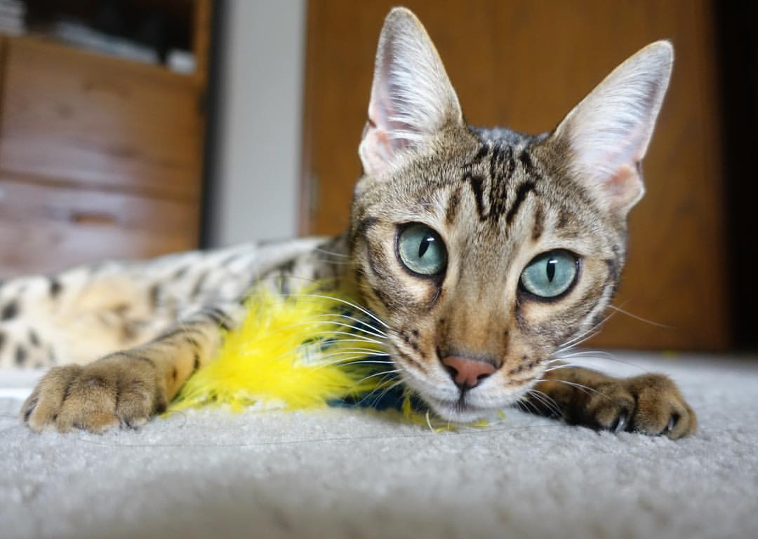 铁血防线与致命尖刀—当马竞的锁链禁锢瑞典，苏亚雷斯便是唯一的钥匙