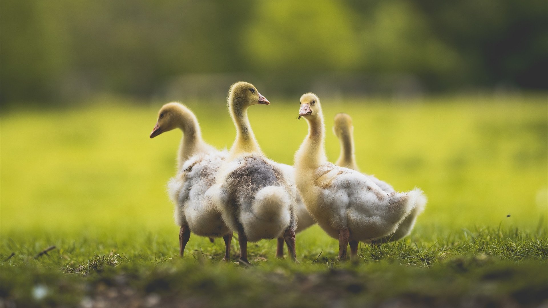梅西身穿美国队服的平行宇宙，世界杯绝杀背后的交易