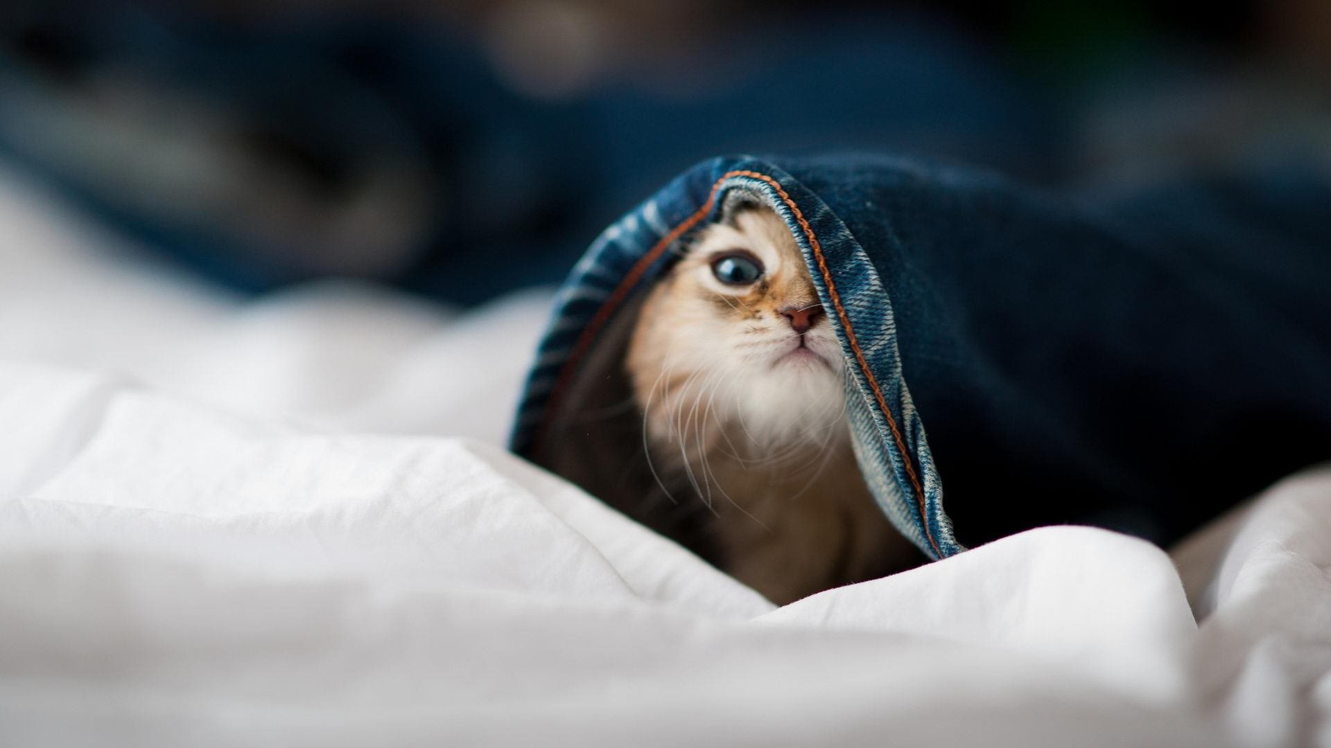 绿茵壁纸，卡瓦哈尔，为年度焦点之夜镌刻不朽的防守铭文